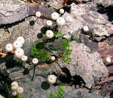 Marasmius rotula.